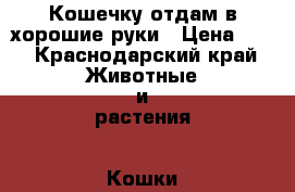 Кошечку отдам в хорошие руки › Цена ­ 1 - Краснодарский край Животные и растения » Кошки   